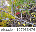 斜面に佇む紅葉 107933476