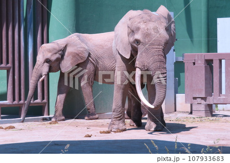【広島県】広島市安佐動物公園のマルミミゾウの雄と雌 【広島県】広島市安佐動物公園のマルミミゾウの雄と雌 107933683