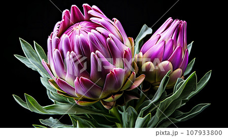 アーティチョーク　つぼみ　背景素材 107933800