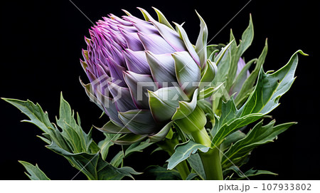 アーティチョーク　つぼみ　背景素材 107933802