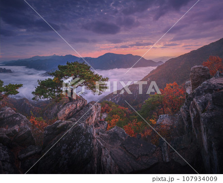 Autumn in Korea, Pine trees towering on the rocks atop Jebibong. In the morning, a sea of mist flows through the river in the valley In the autumn of Waraksan Mountain National Park, South Korea. 107934009