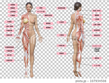 Illustration of female muscles from the front - Stock