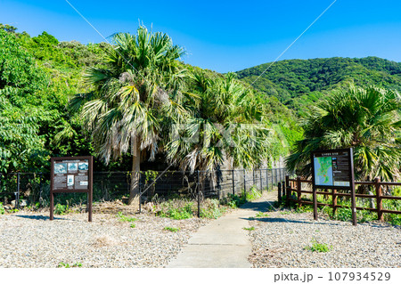 佐多岬灯台守の官舎跡地の風景 佐多岬灯台守の官舎跡地の風景 107934529