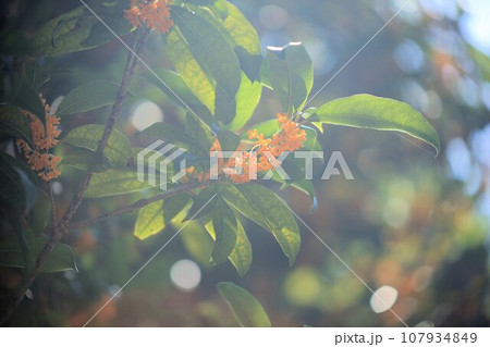 光に照らされたキンモクセイの花 光に照らされたキンモクセイの花 107934849