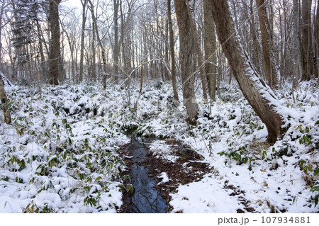 雪の積もった冬の原生林 107934881
