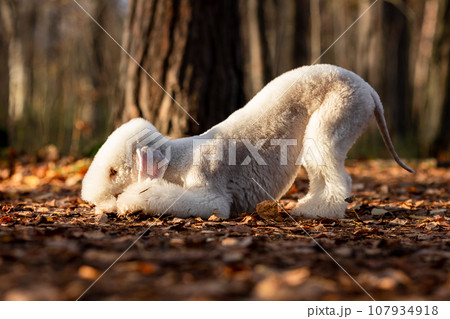 Bedlington terrier female liver color plays with a stick outdoors in autumn Bedlington terrier female liver color plays with a stick outdoors in autumn 107934918