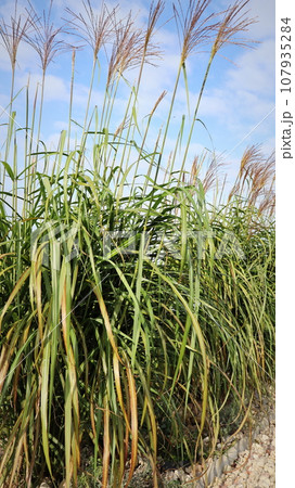 A clump of giant miscanthus grass with flowers against the sky in autumn 107935284
