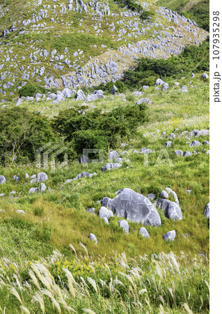 ススキが風に揺れる秋の美しい平尾台（福岡県北九州市） 107935298
