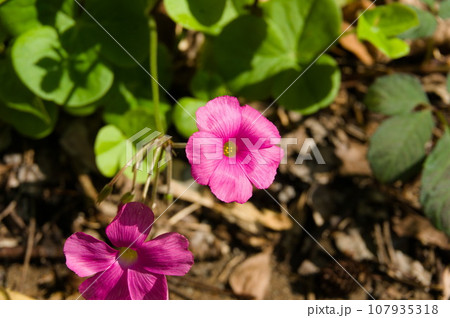 秋に咲いたハナカタバミ 107935318