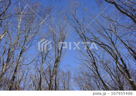 冬の晴れの日の雪国の公園 107935486