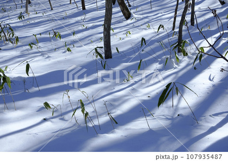 冬の晴れの日の雪国の公園 107935487