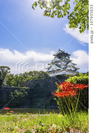 大阪城天守閣と彼岸花 大阪城天守閣と彼岸花 107935633