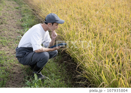 黄金色の稲穂とタブレットで管理する米農家の男性 107935804