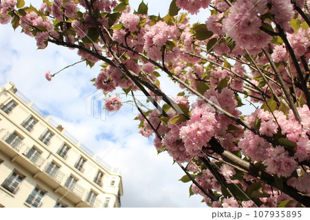 フランス パリ 住宅街の桜 フランス パリ 住宅街の桜 107935895