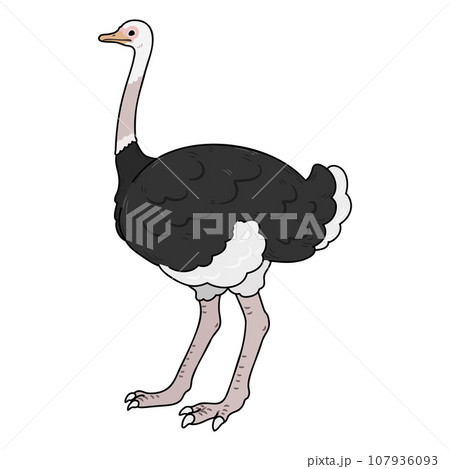 シンプルで可愛いダチョウの手描きのイラスト　主線あり 107936093
