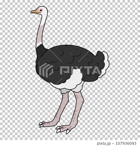シンプルで可愛いダチョウの手描きのイラスト　主線あり 107936093