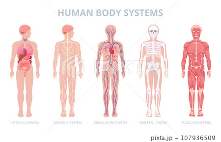 Cartoon human body systems. Internal organs, blood, muscular system and skeleton, medical anatomy infographic flat vector illustration set. Human anatomy scheme 107936509