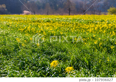 静岡県磐田市岩井 菜の花と桶ヶ谷沼周辺の風景 静岡県磐田市岩井 菜の花と桶ヶ谷沼周辺の風景 107936827
