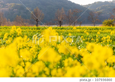 静岡県磐田市岩井　菜の花と桶ヶ谷沼周辺の風景 107936860
