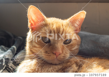 Beautiful ginger cat in sunlight portrait closeup Beautiful ginger cat in sunlight portrait closeup 107937189