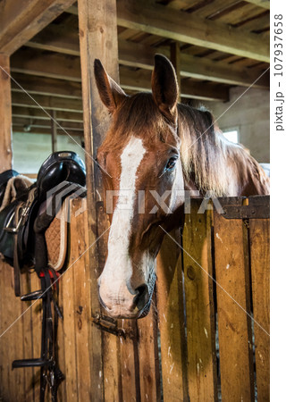 The horse peeking out of the stall. Brown horse in the stable 107937658