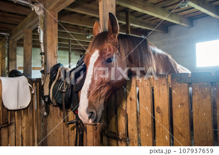 The horse peeking out of the stall. Brown horse in the stable The horse peeking out of the stall. Brown horse in the stable 107937659