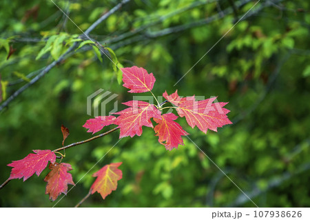 autumn color leaves autumn color leaves 107938626