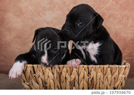 Cute small American Staffordshire Terrier dogs or on brown background Cute small American Staffordshire Terrier dogs or on brown background 107938670