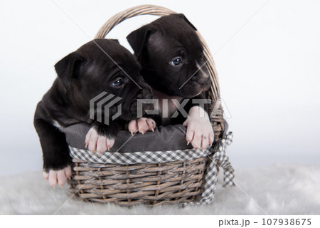 Cute small American Staffordshire Terrier dogs or AmStaff puppies on white background Cute small American Staffordshire Terrier dogs or AmStaff puppies on white background 107938675