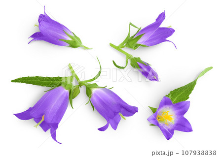 Campanula flower isolated on white background. Top view. Flat lay Campanula flower isolated on white background. Top view. Flat lay 107938838