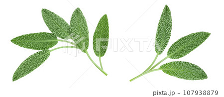 fresh sage herb isolated on white background with  full depth of field, Top view. Flat lay 107938879