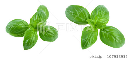 Fresh basil leaf isolated on white background with full depth of field Fresh basil leaf isolated on white background with full depth of field 107938955