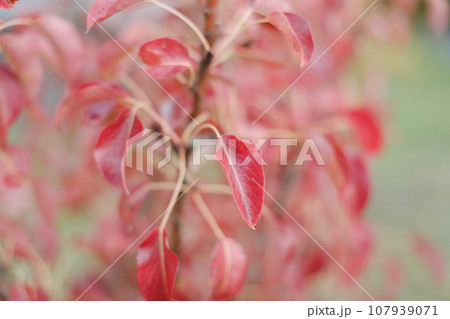 Red autumn leaves background, colored red foliage, abstract background. Vibrant and bold colors texture.Leaves pattern. Natural leaf shapes. Fall, garden, flowers,beauty concept Red autumn leaves background, colored red foliage, abstract background. Vibrant and bold colors texture.Leaves pattern. Natural leaf shapes. Fall, garden, flowers,beauty concept 107939071