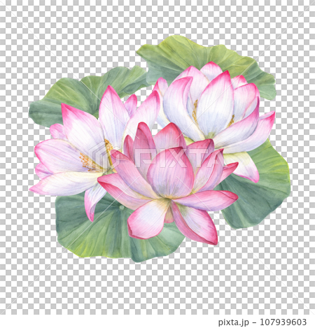 White pink Lotus Flowers among green Leaves. Water lily, Indian lotus, sacred lotus. Watercolor illustration. Hand drawn composition for poster, cards, logo, label 107939603