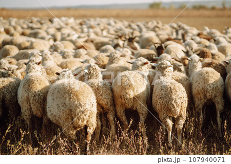 Sheeps on the meadow. Animals, nature. Sheeps on the meadow. Animals, nature. 107940071