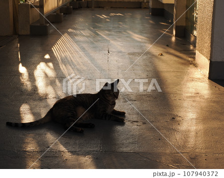深まる秋の猫がいる風景 深まる秋の猫がいる風景 107940372