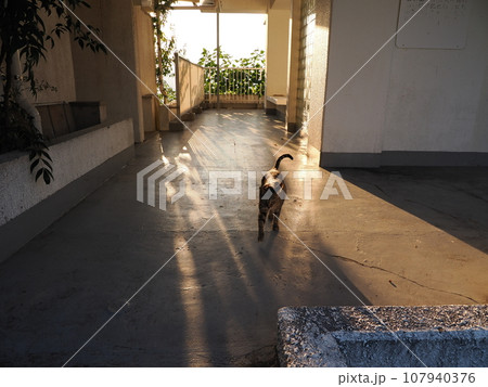 深まる秋の猫がいる風景 深まる秋の猫がいる風景 107940376