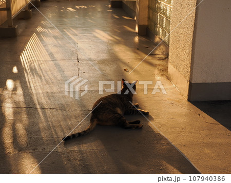 深まる秋の猫がいる風景 深まる秋の猫がいる風景 107940386