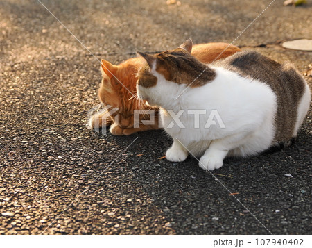 日向ぼっこする猫 107940402