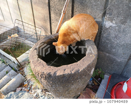 水を飲む猫 水を飲む猫 107940489