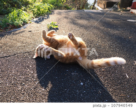深まる秋の太陽の光を浴びて伸びをする猫 107940549