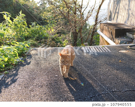 深まる秋の太陽の光を浴びて伸びをする猫 深まる秋の太陽の光を浴びて伸びをする猫 107940555