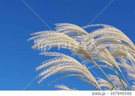 青空に映えるススキ 107940580