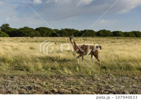 Guanacos in grassland environment, Parque Luro Nature reserve, La Pampa province, Argentina. Guanacos in grassland environment, Parque Luro Nature reserve, La Pampa province, Argentina. 107940633