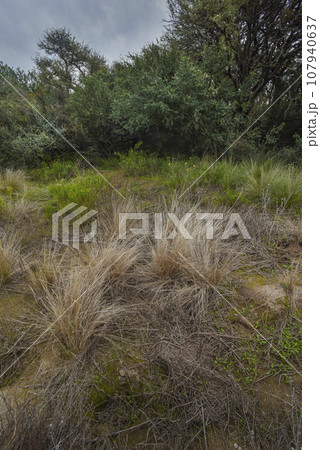 Calden forest landscape, Geoffraea decorticans plants, La Pampa province, Patagonia, Argentina. 107940637