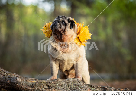 Portrait of a beige senior pug in a pine forest with a collar of maple leaves Portrait of a beige senior pug in a pine forest with a collar of maple leaves 107940742
