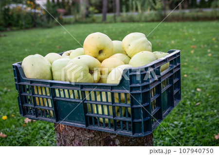 Close up of green apples in a box, healthy fruits for nutrition Close up of green apples in a box, healthy fruits for nutrition 107940750