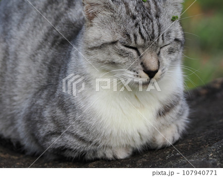 見つめる猫 見つめる猫 107940771
