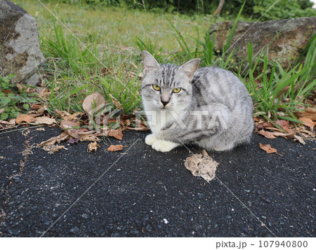 見つめる猫 見つめる猫 107940800