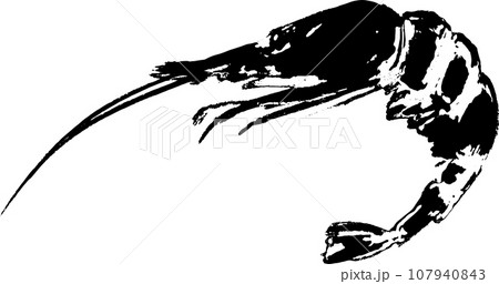 海老の魚拓のイラスト 海老の魚拓のイラスト 107940843
